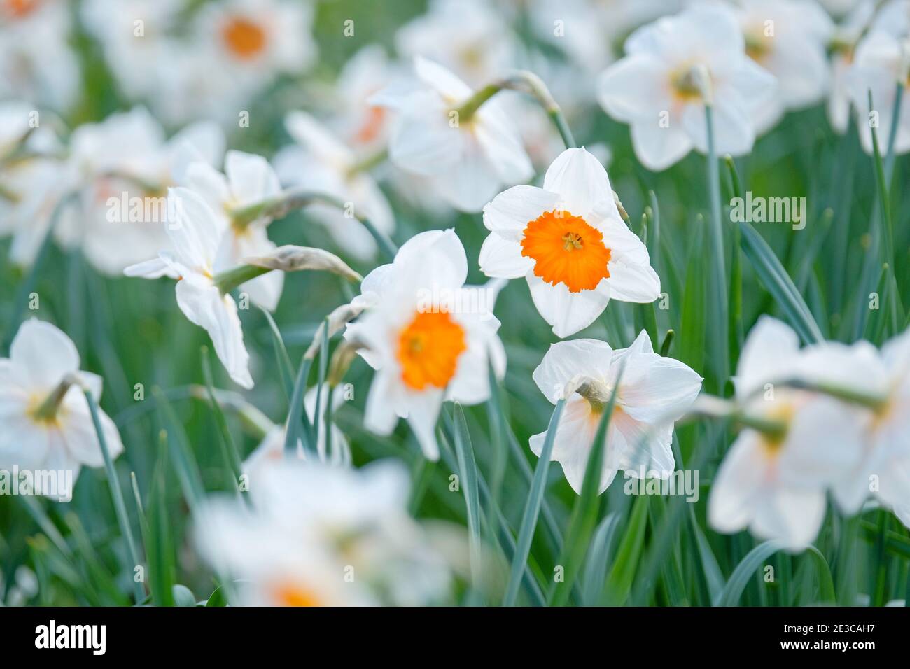 Pétales blancs brillants et grandes tasses de Daffodil 'Professor Einstein' à l'orange rougeâtre. Narcisse 'Professeur Einstein'. Banque D'Images