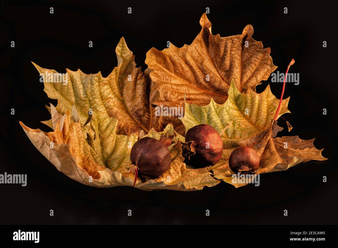 Encore la vie avec l'automne feuilles sèches de sycomore et grenades sèches gros plan sur un arrière-plan noir Banque D'Images