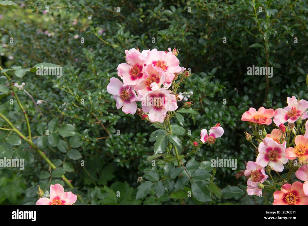 Fleur d'été Rose arbuste rose 'pour vos yeux seulement' (Rosa 'Cheweyesup') Culture dans une frontière herbacée dans un jardin de Cottage de campagne Dans le Devon rural Banque D'Images