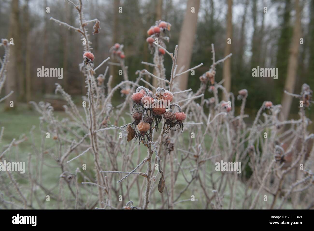 Hiver givre sur les côtes d'un arbuste à roses Red Japanese (Rosa rugosa 'Rubra') poussant dans un jardin à Rural Devon, Angleterre, Royaume-Uni Banque D'Images