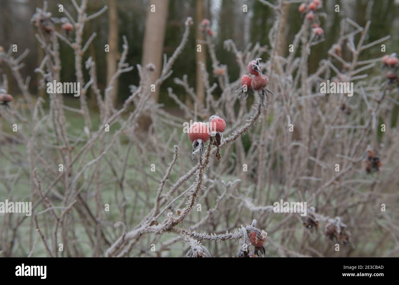 Hiver givre sur les côtes d'un arbuste à roses Red Japanese (Rosa rugosa 'Rubra') poussant dans un jardin à Rural Devon, Angleterre, Royaume-Uni Banque D'Images