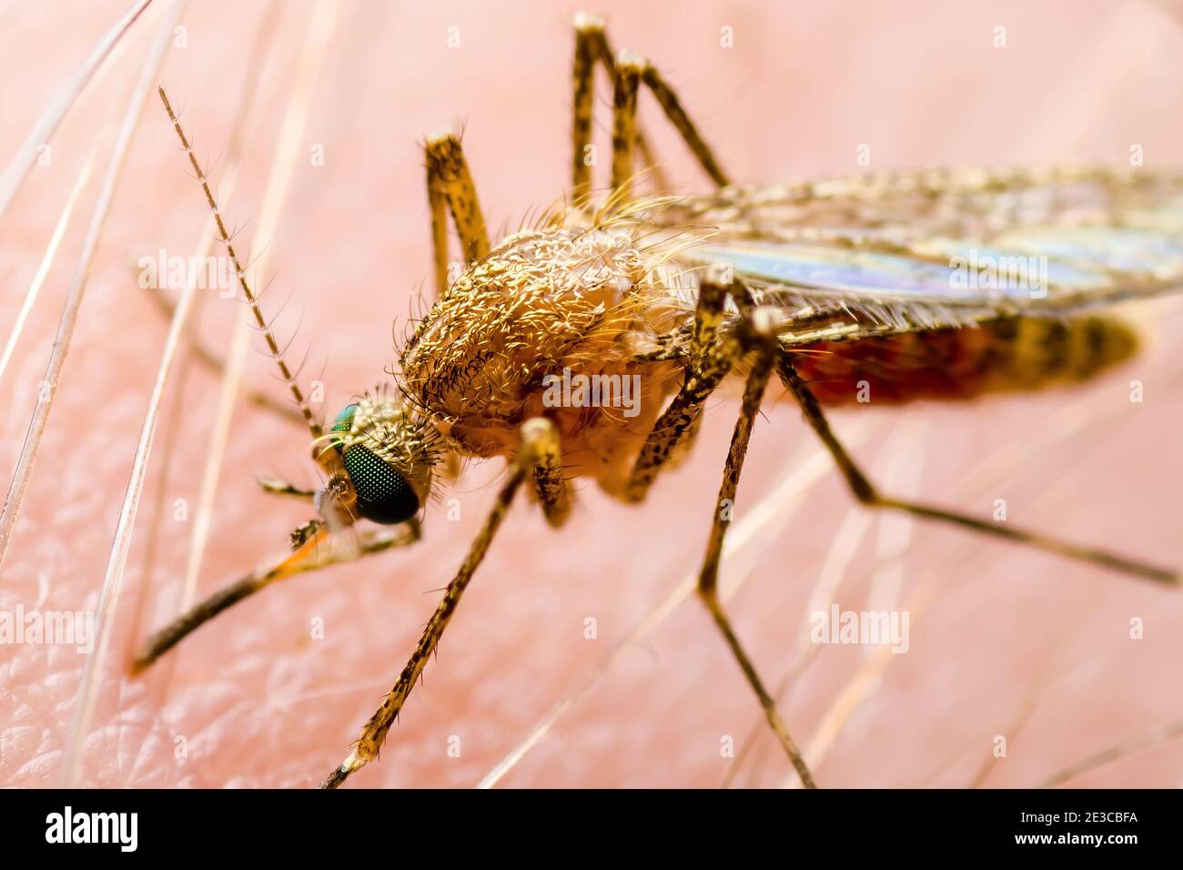 Maladie À Transmission Vectorielle Banque d'image et photos - Alamy