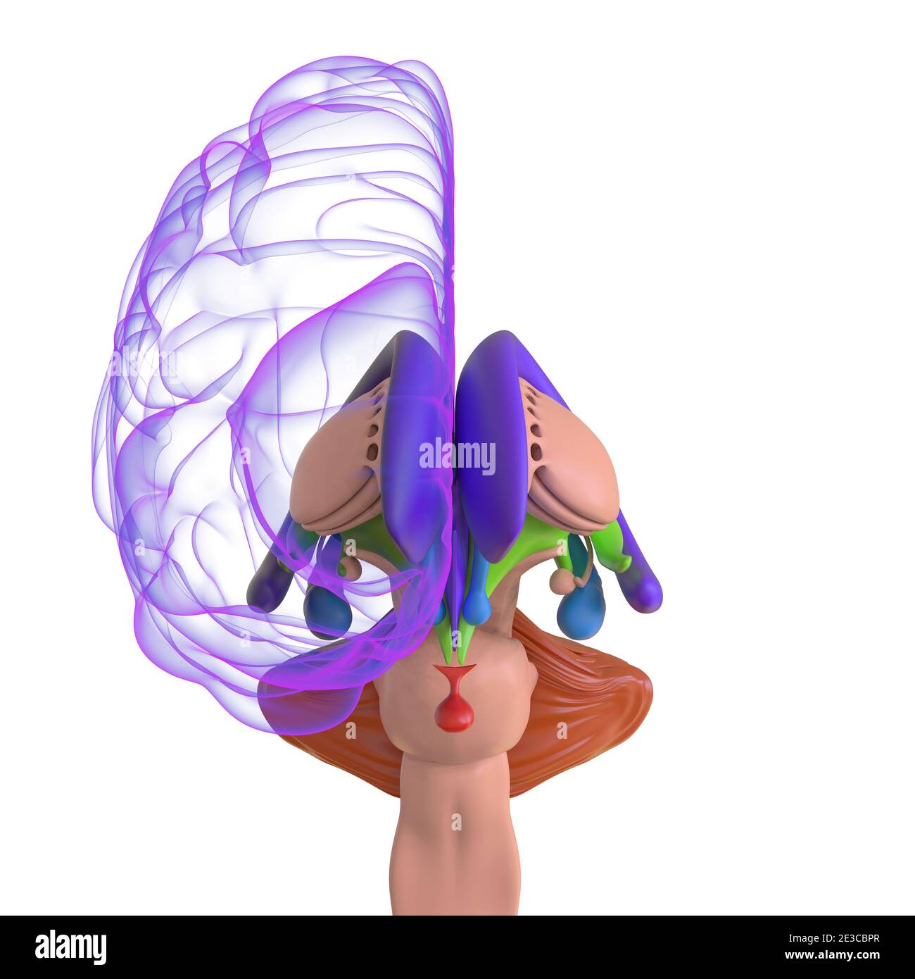 Human Brain Anatomy for Medical concept Illustration 3D Banque D'Images