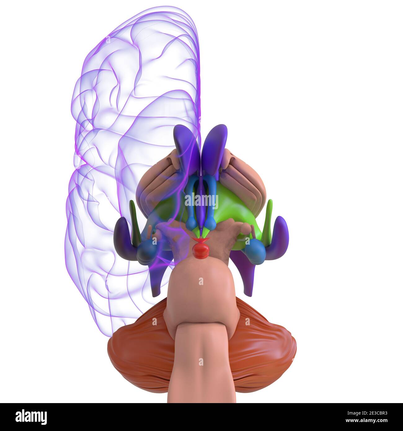 Human Brain Anatomy for Medical concept Illustration 3D Banque D'Images