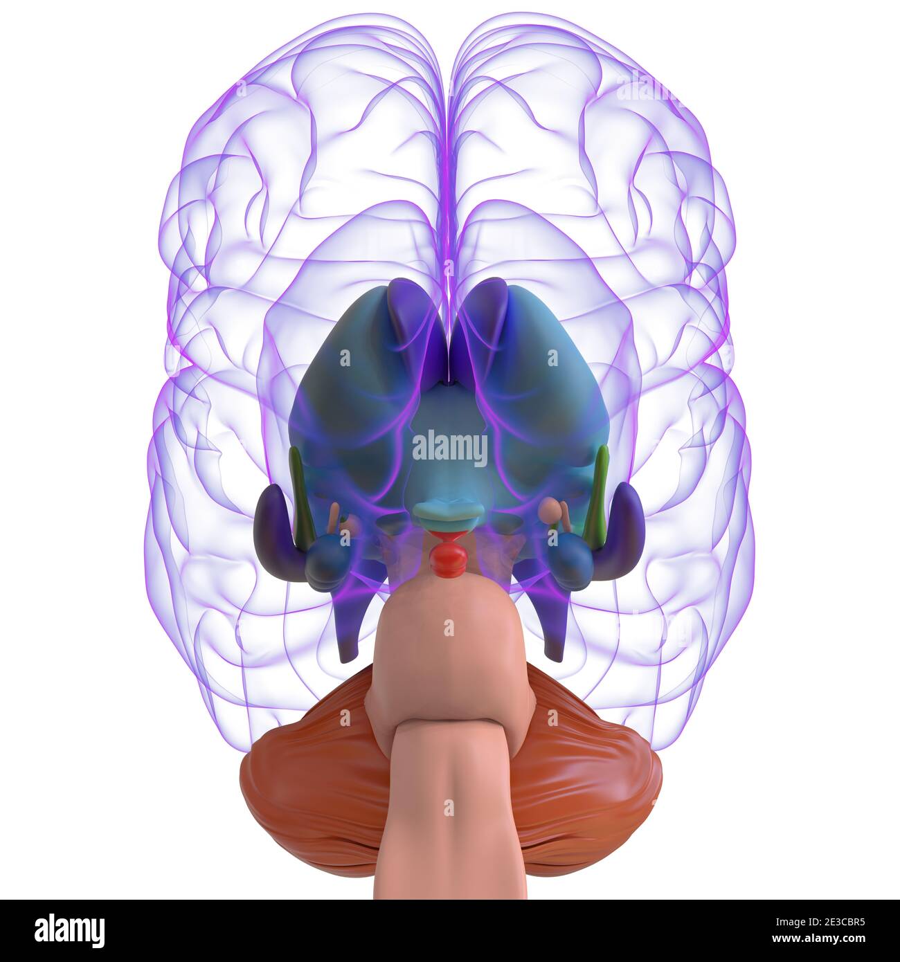 Human Brain Anatomy for Medical concept Illustration 3D Banque D'Images