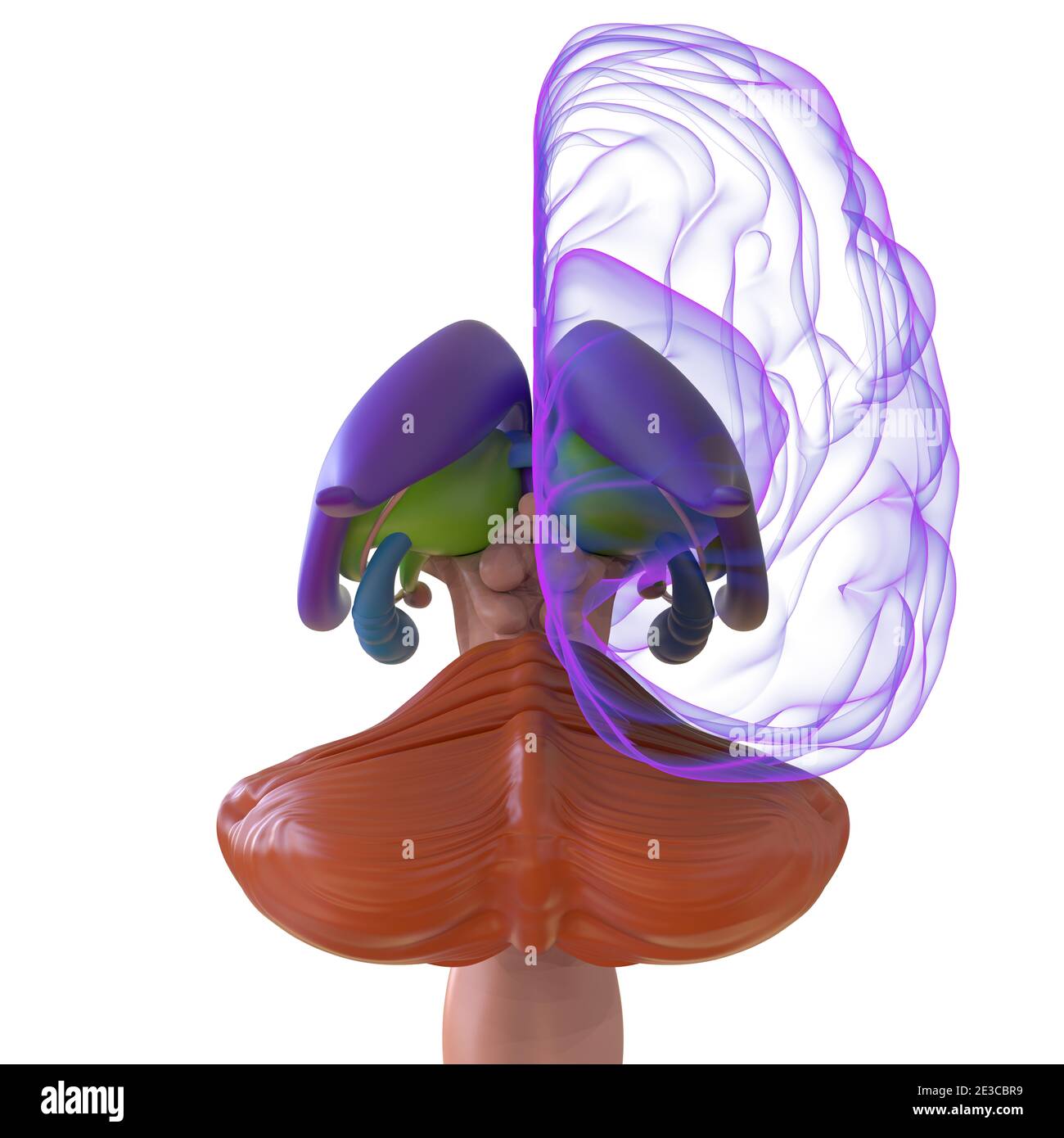 Human Brain Anatomy for Medical concept Illustration 3D Banque D'Images