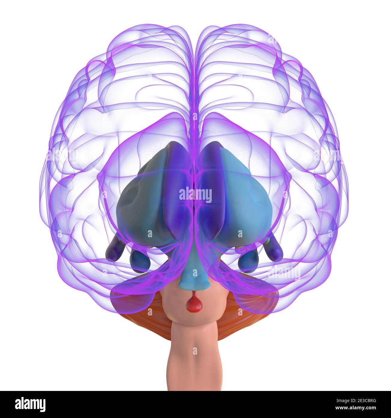 Human Brain Anatomy for Medical concept Illustration 3D Banque D'Images