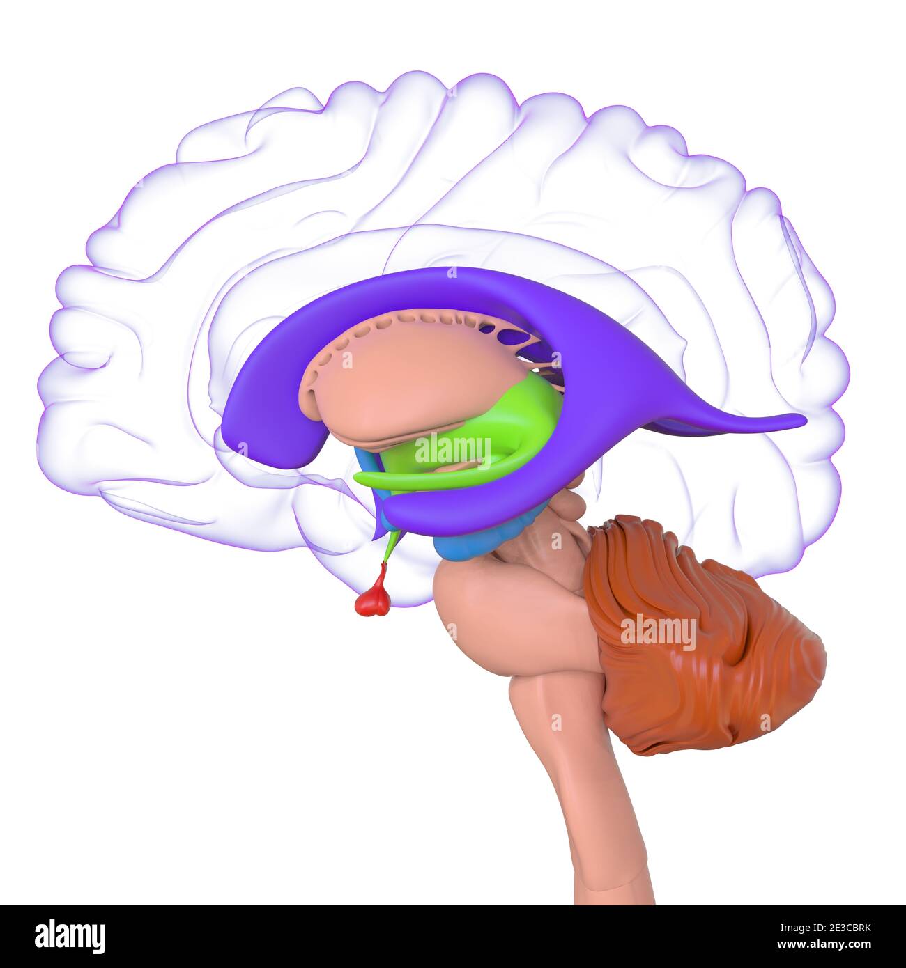 Human Brain Anatomy for Medical concept Illustration 3D Banque D'Images