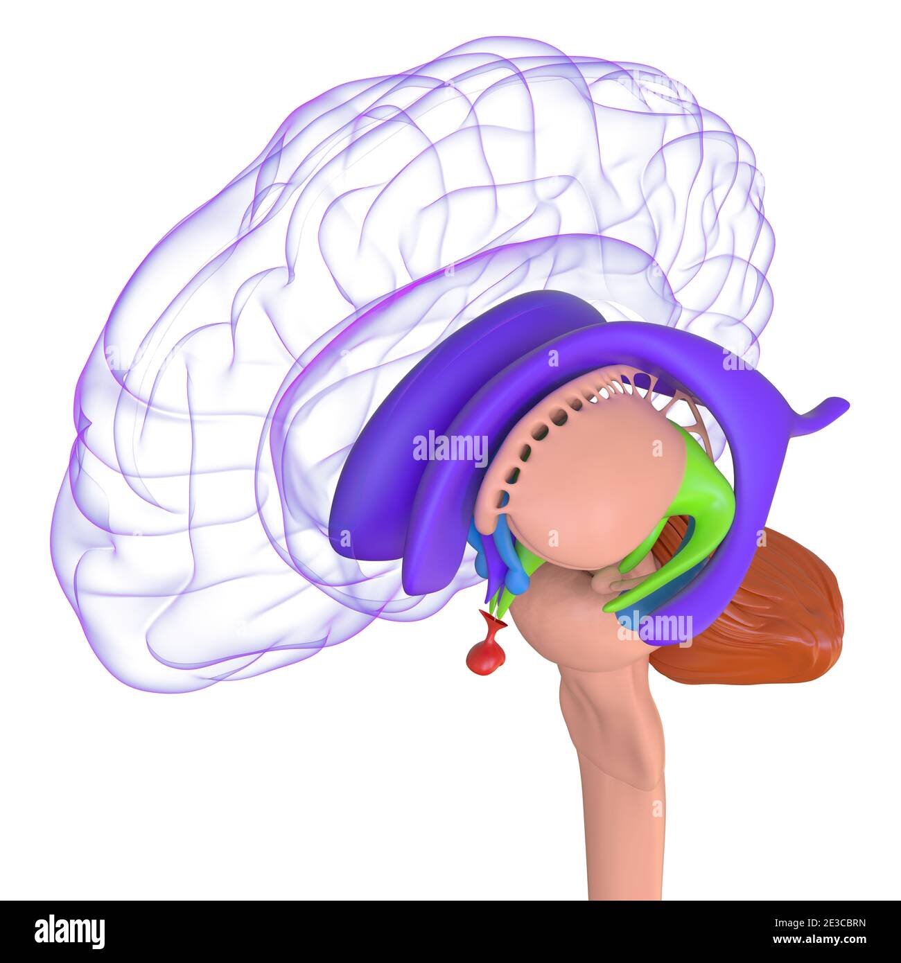 Human Brain Anatomy for Medical concept Illustration 3D Banque D'Images