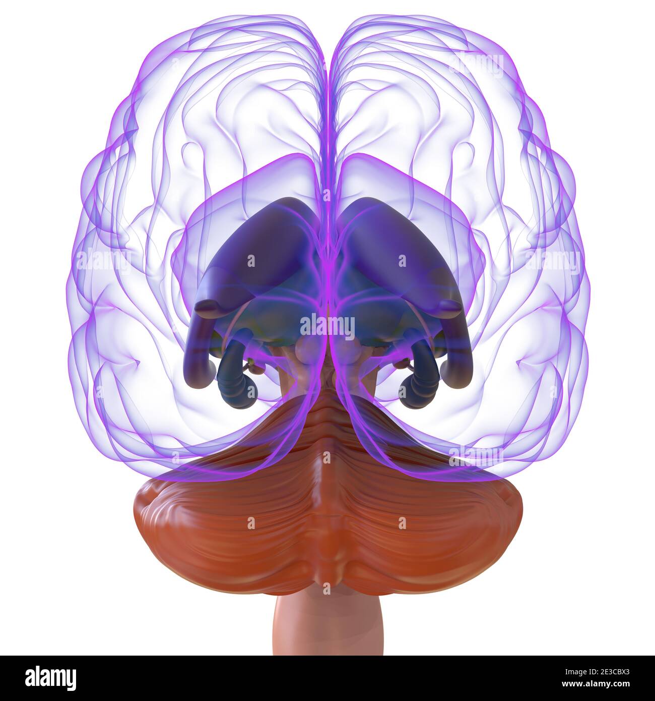 Human Brain Anatomy for Medical concept Illustration 3D Banque D'Images