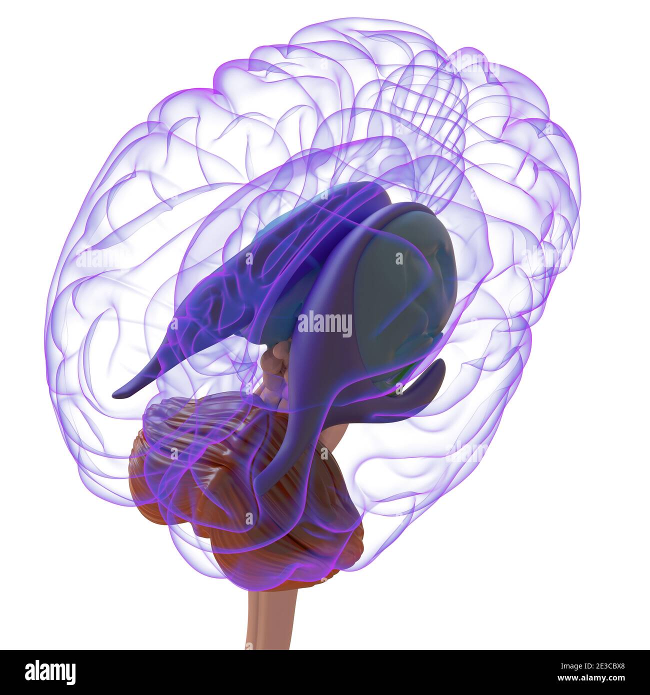 Human Brain Anatomy for Medical concept Illustration 3D Banque D'Images