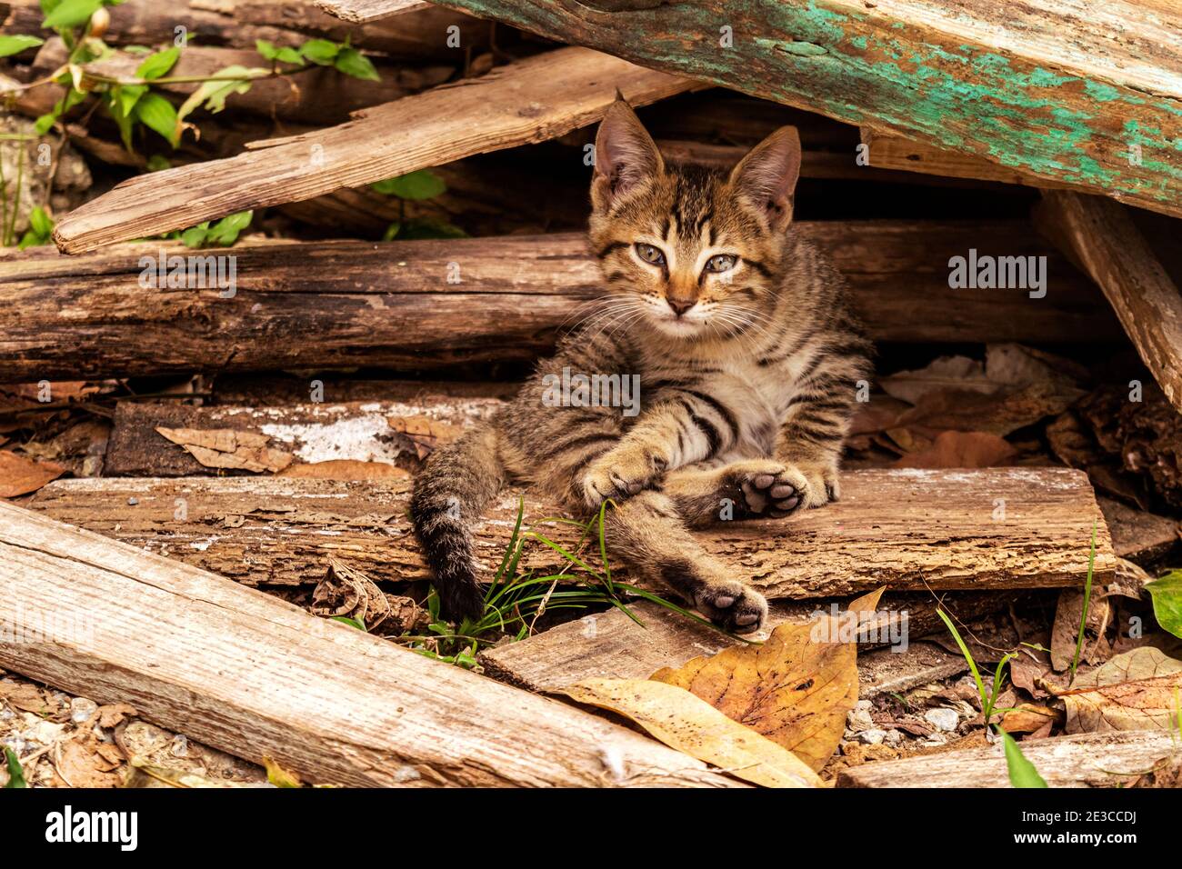 Adorable chaton domestique se cachant parmi des morceaux de bois secs sur le sol en regardant vers la caméra avec les yeux grands ouverts Banque D'Images
