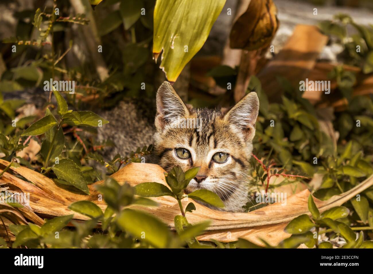 Adorable chaton se cachant parmi le feuillage sur le sol regardant vers la caméra avec les yeux grands ouverts Banque D'Images