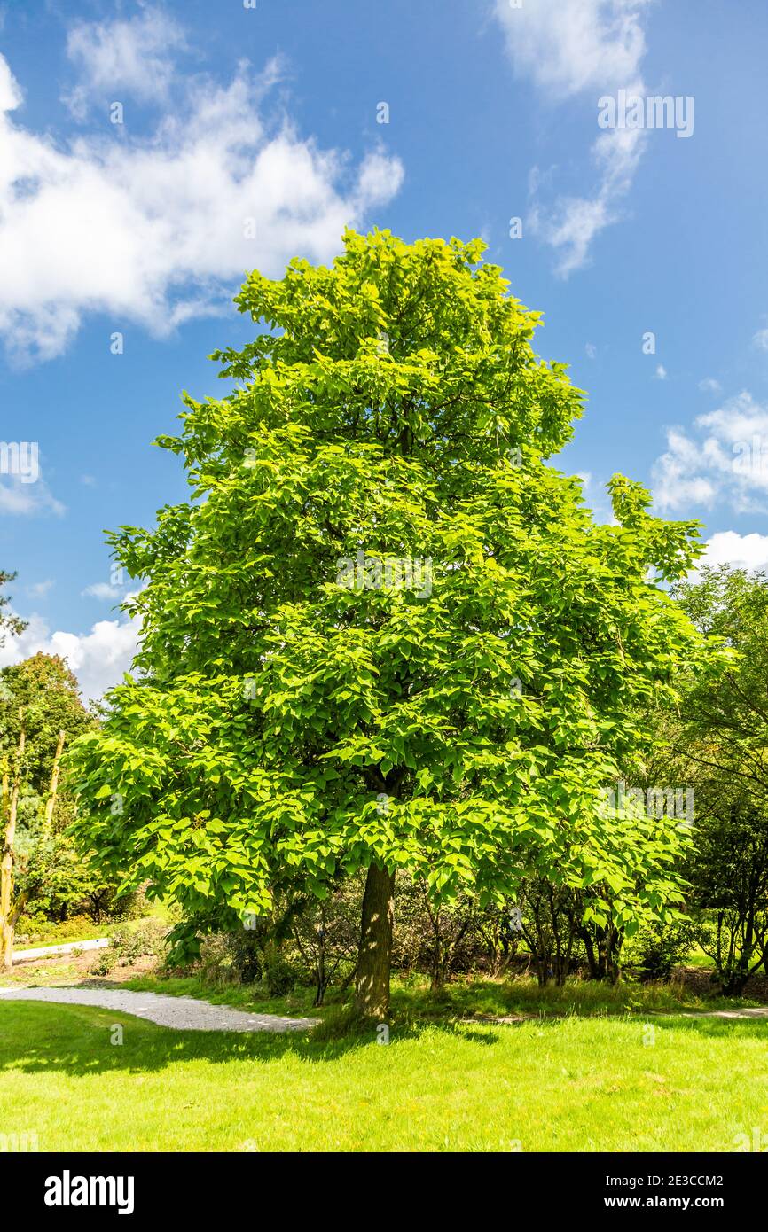 Solitaire Catalpa, Catalpa speciosa, sur pelouse le long d'un sentier de randonnée contre le ciel bleu avec des nuages épars Banque D'Images