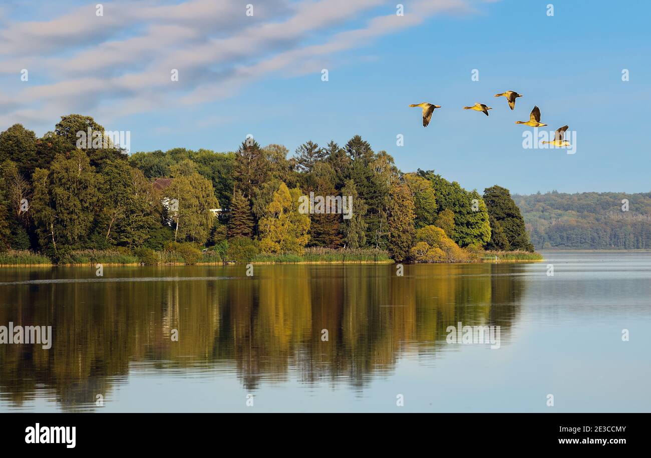 Les cinq oies grises ont survolé les Kellersee peu avant le début de l'automne. Banque D'Images