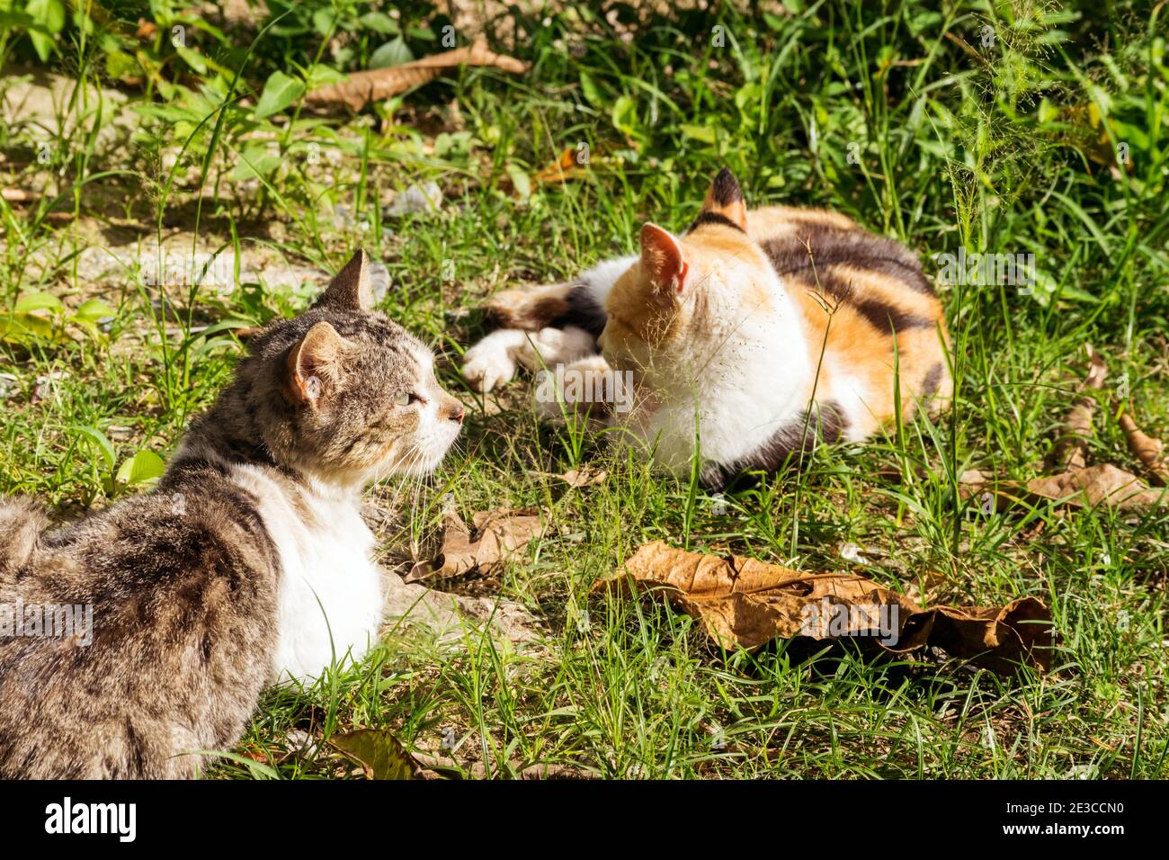 Chat En Chaleur Banque De Photographies Et D Images A Haute Resolution Alamy