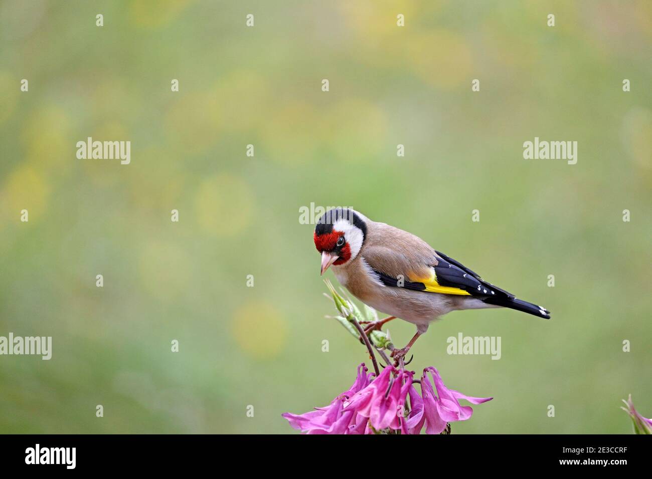 Goldfinch (Carduelis carduelis) perché sur une fleur d'Aquilegia dans un environnement de jardin, Royaume-Uni Banque D'Images