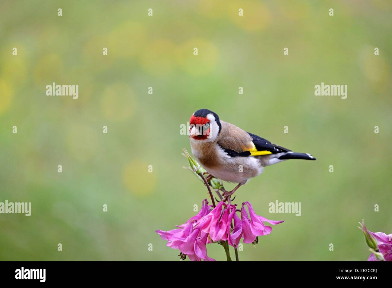 Goldfinch (Carduelis carduelis) perché sur une fleur d'Aquilegia dans un environnement de jardin, Royaume-Uni Banque D'Images