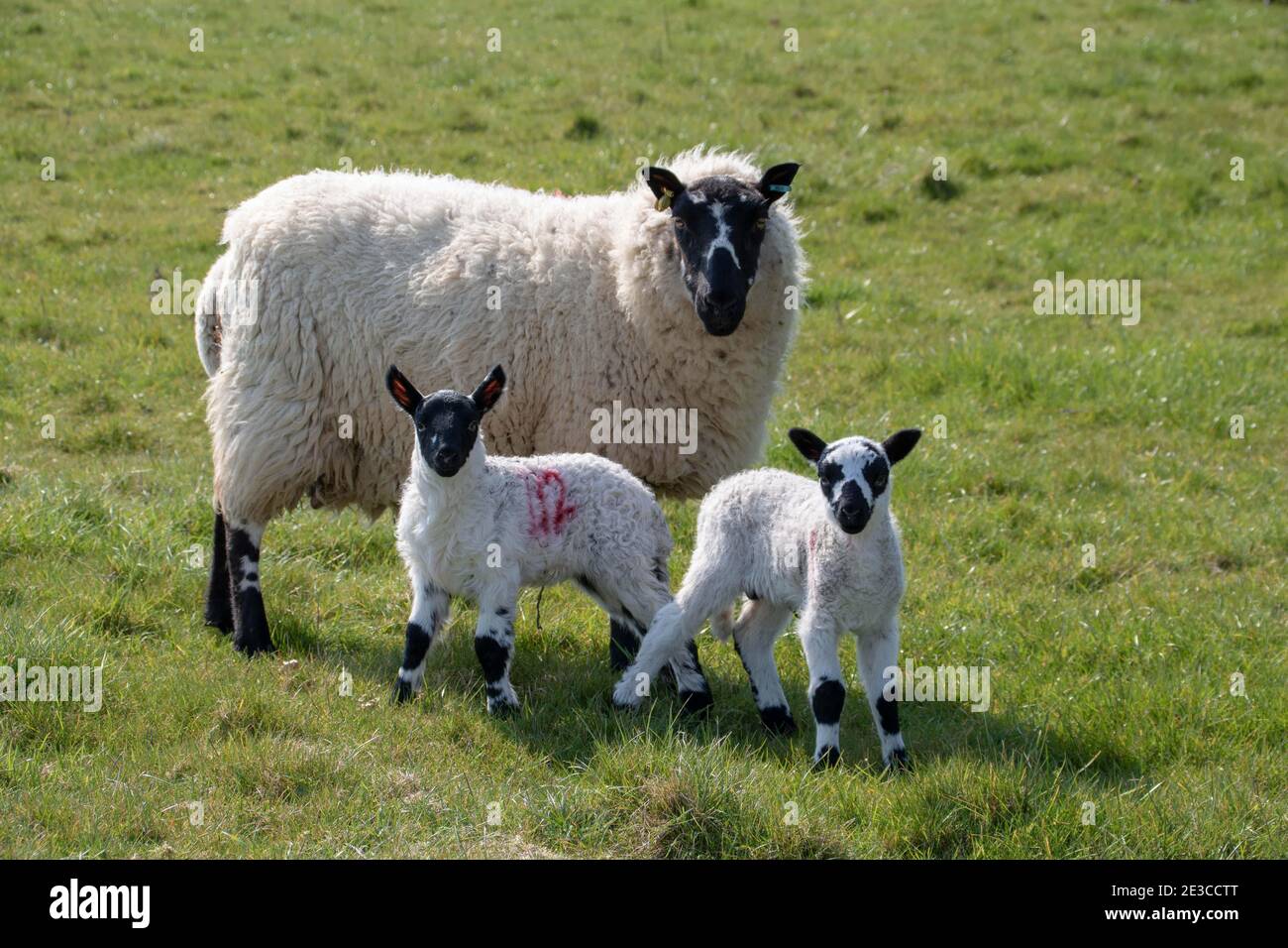 joli mouton noir et blanc avec deux agneaux mignons Banque D'Images