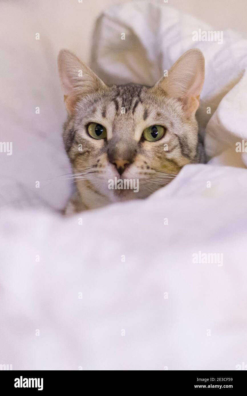 Chat Bengale mâle dans le lit regardant directement dans l'appareil photo Banque D'Images