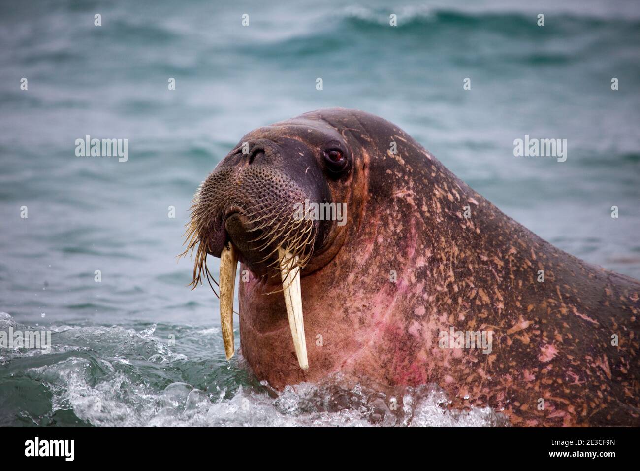 Le morse (Odobenus rosmarus), à Poole-Pynten, Prins Karls Forland, l'île de Svalbard. Banque D'Images