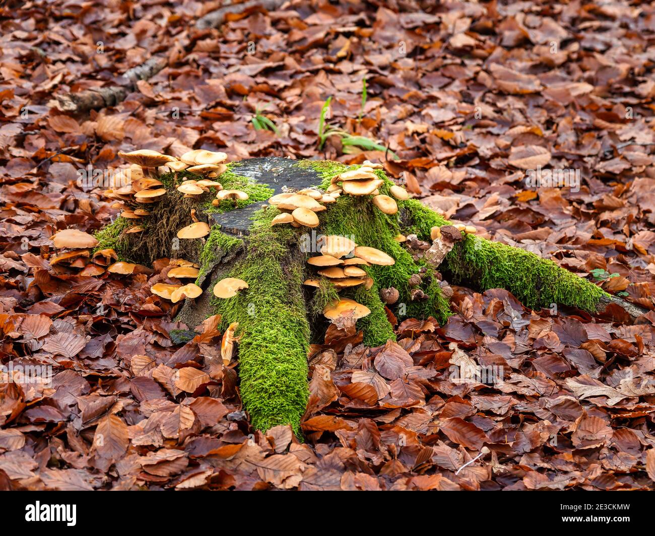 Champignons dans un lit de forêt d'automne, Danemark Banque D'Images