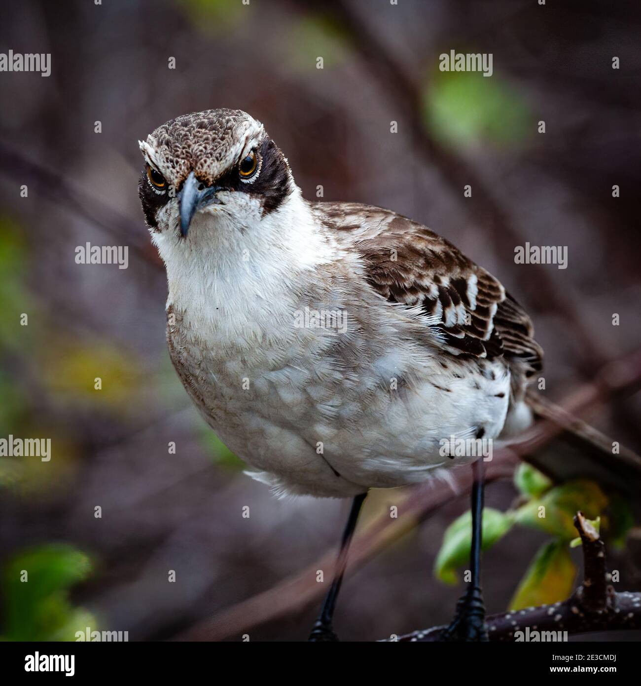 Un Galapagos mockingbird Banque D'Images