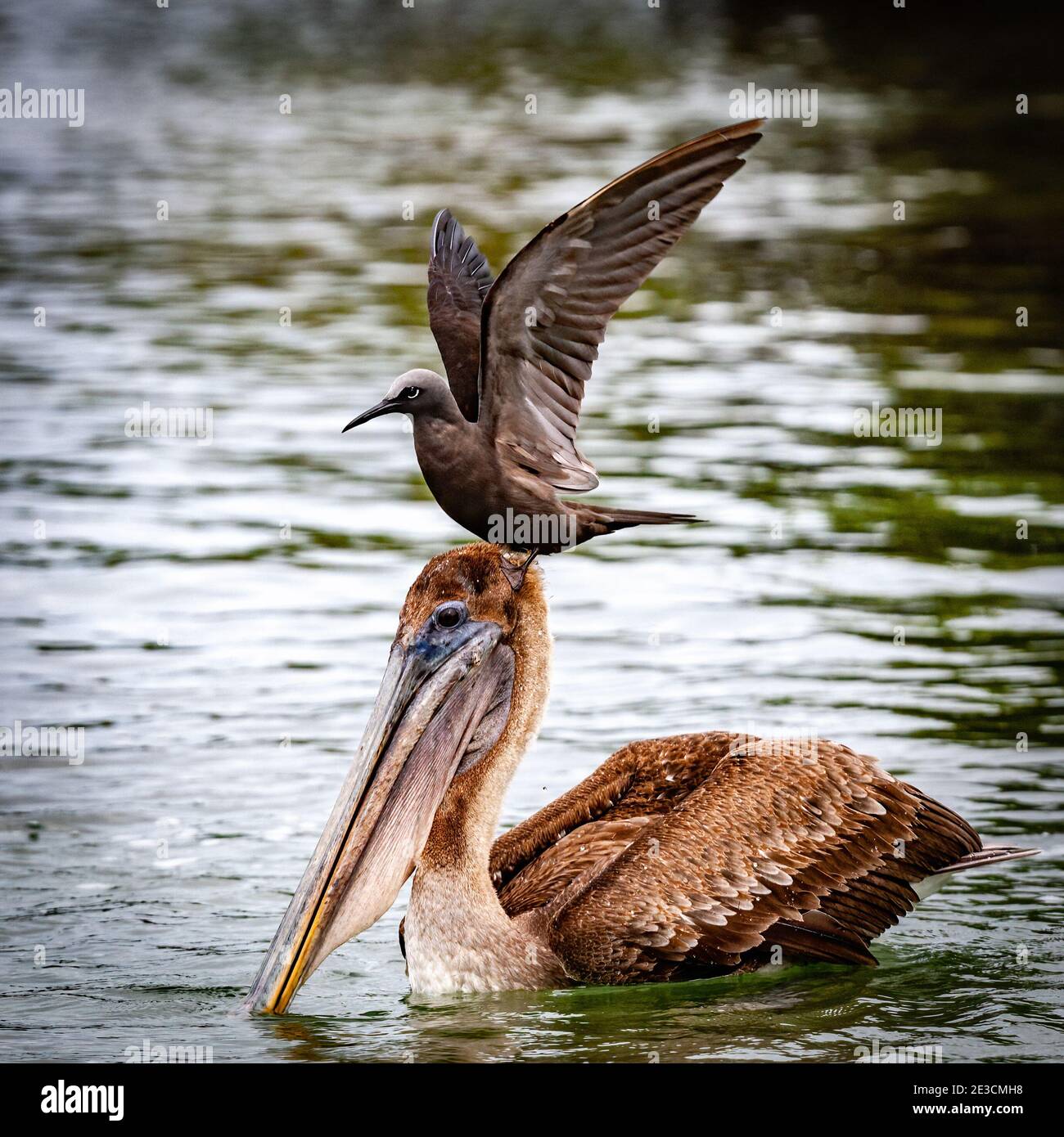 Un hochement de tête brun en train de faire une promenade Banque D'Images