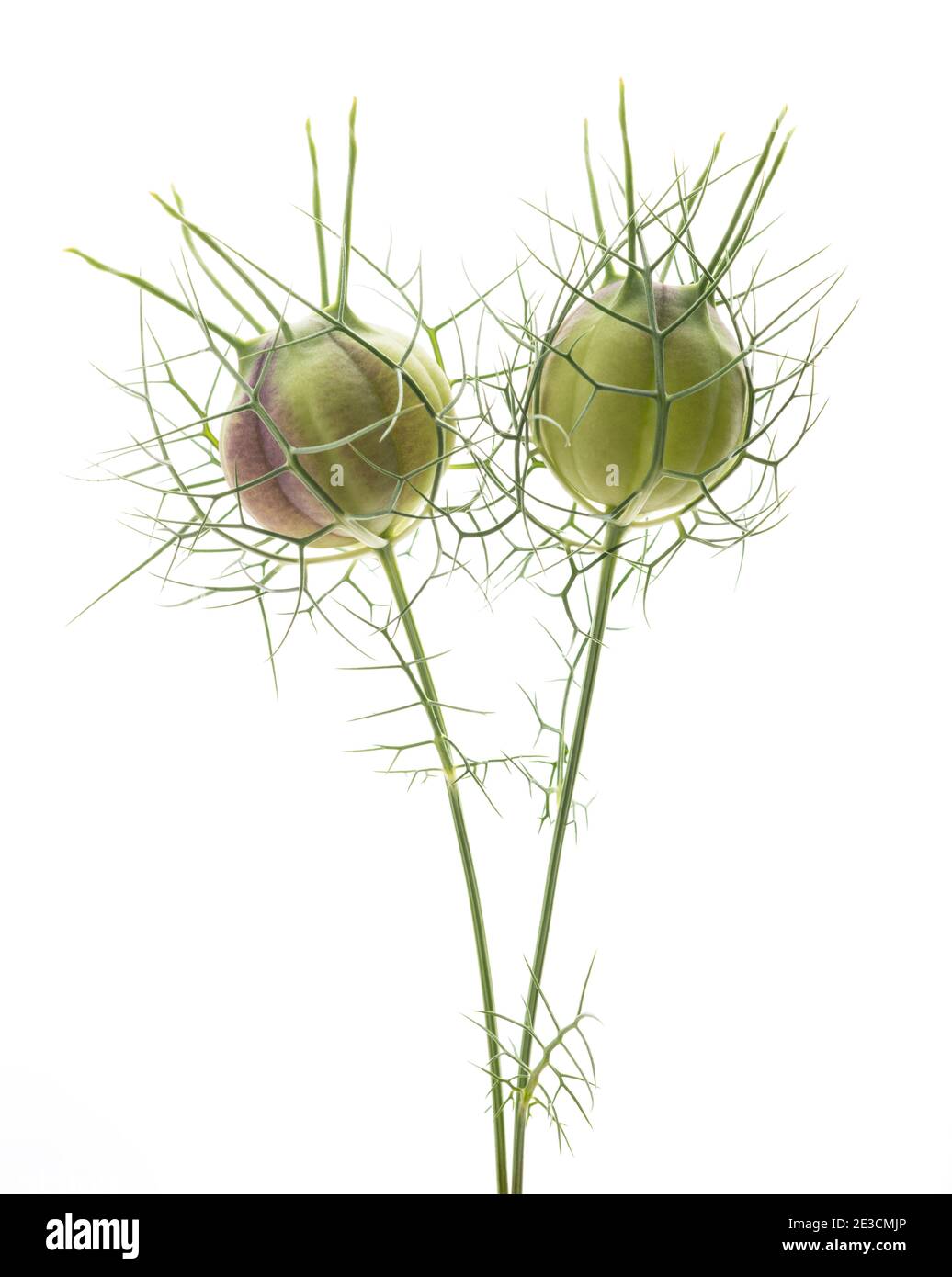 Capsules de Nigella isolées sur fond blanc Banque D'Images