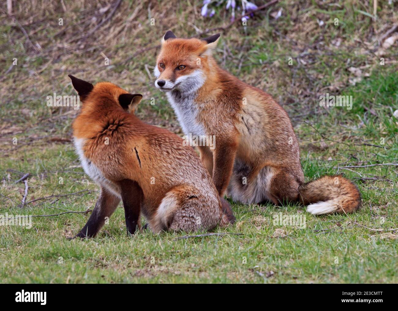 Renards rouges européens (vulpes vulpes) Banque D'Images