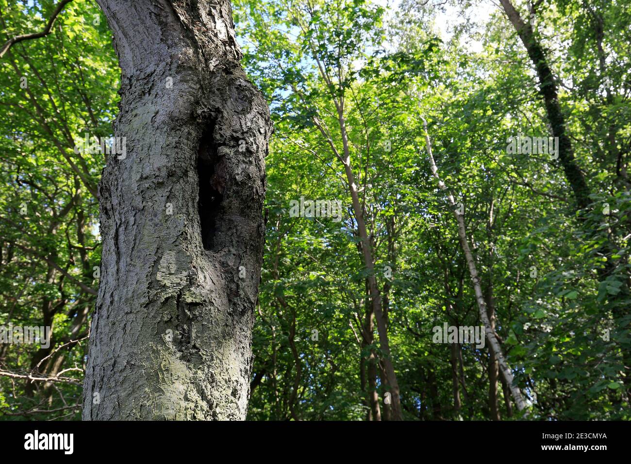Le trou du tronc de l'arbre ressemble à une entrée d'un nid d'oiseau. Il est dans le parc à Kolobrzeg , Pologne. Banque D'Images