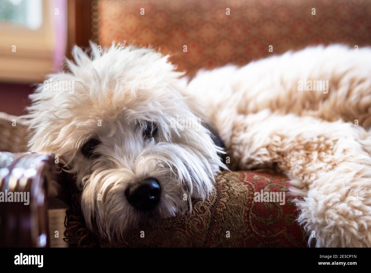 Adorable petit chien moelleux et doux, couché, allongé Banque D'Images