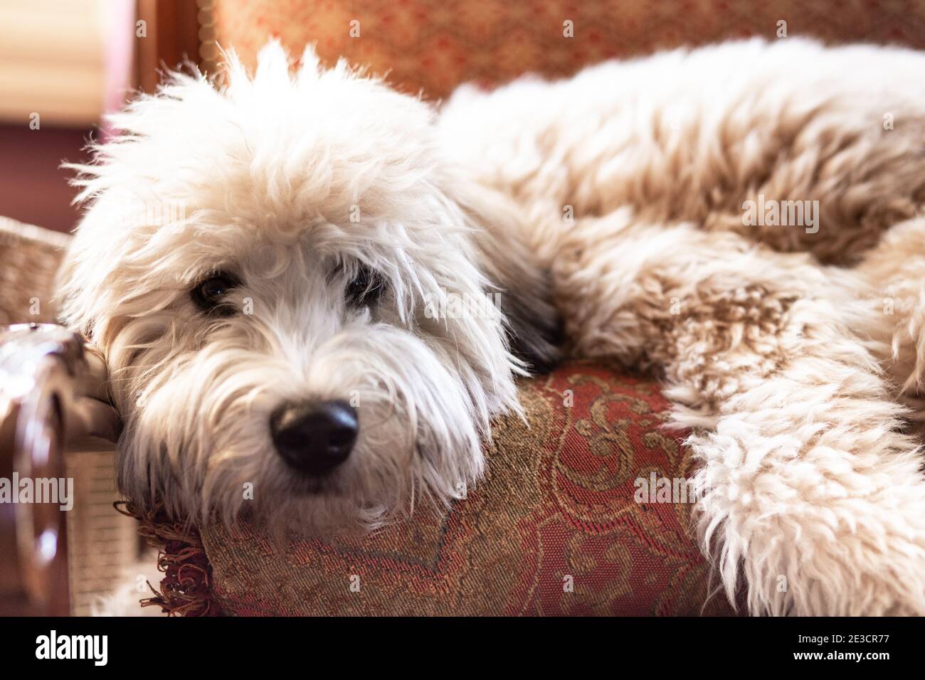 Adorable petit chien moelleux et doux, couché, allongé Banque D'Images