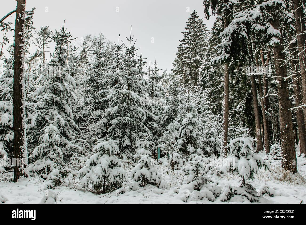 Arbres couverts de neige dans la forêt d'hiver.Noël arrière-plan de vacances avec Sapins enneigés.froid froid jour en plein air, calme scène fraîche.temps glacial Banque D'Images