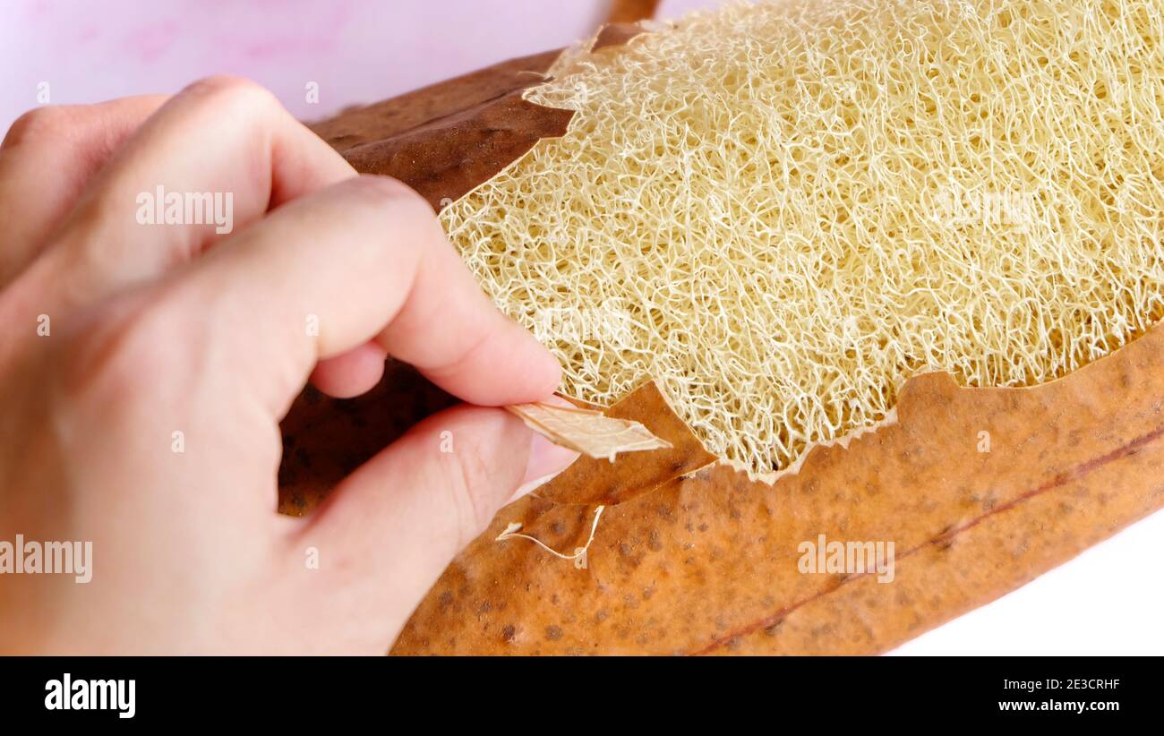 Une main s'écaille de la peau sèche de la plante de luffa, révélant l'intérieur fibreux. Banque D'Images