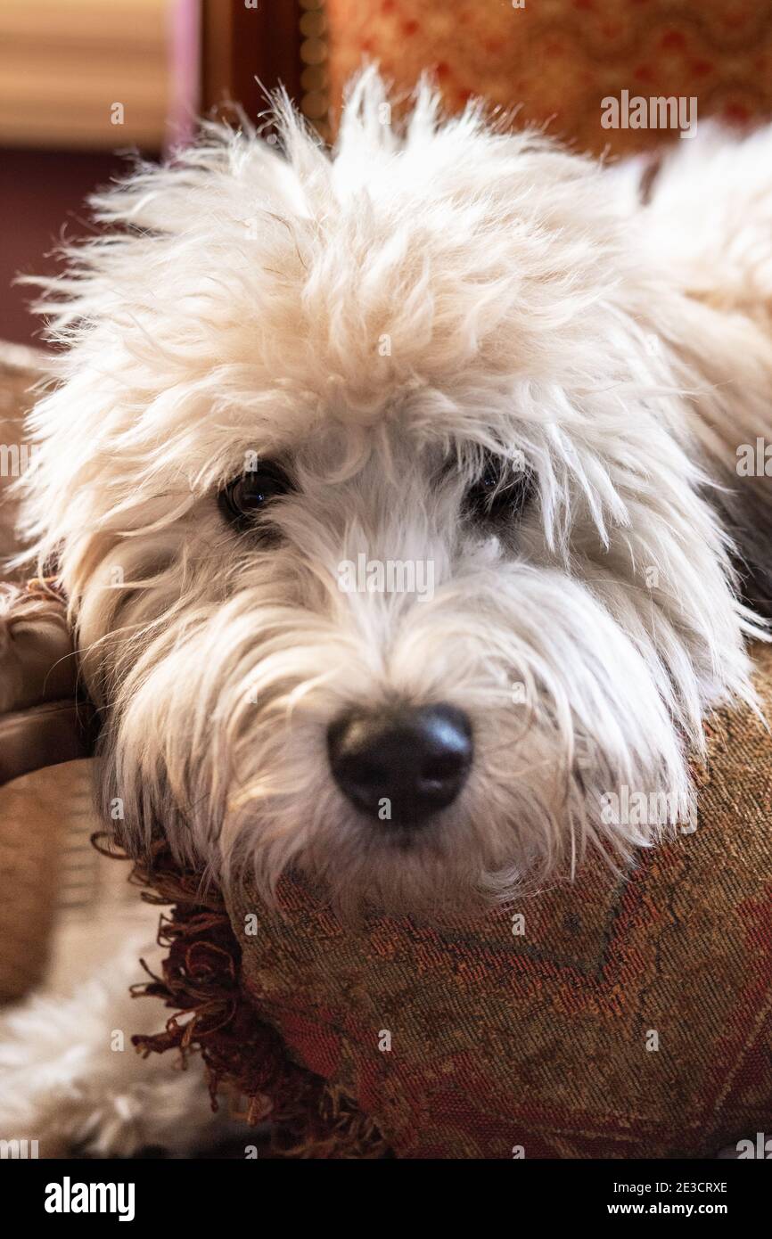 Adorable petit chien moelleux et doux, couché, allongé Banque D'Images