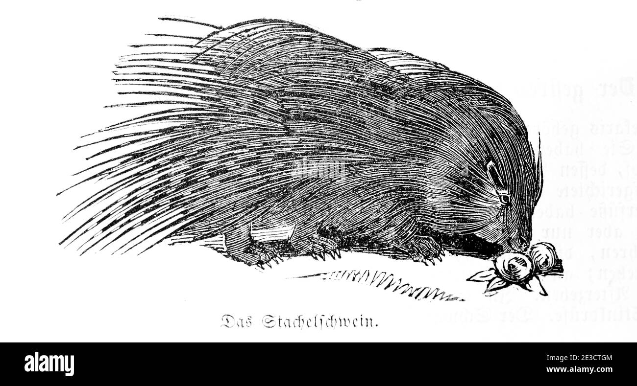 Porcupine (homonymie), Calendrier suisse avec des histoires sur les animaux étrangers et les motifs correspondants, Saint-Gall Suisse 1853 Banque D'Images