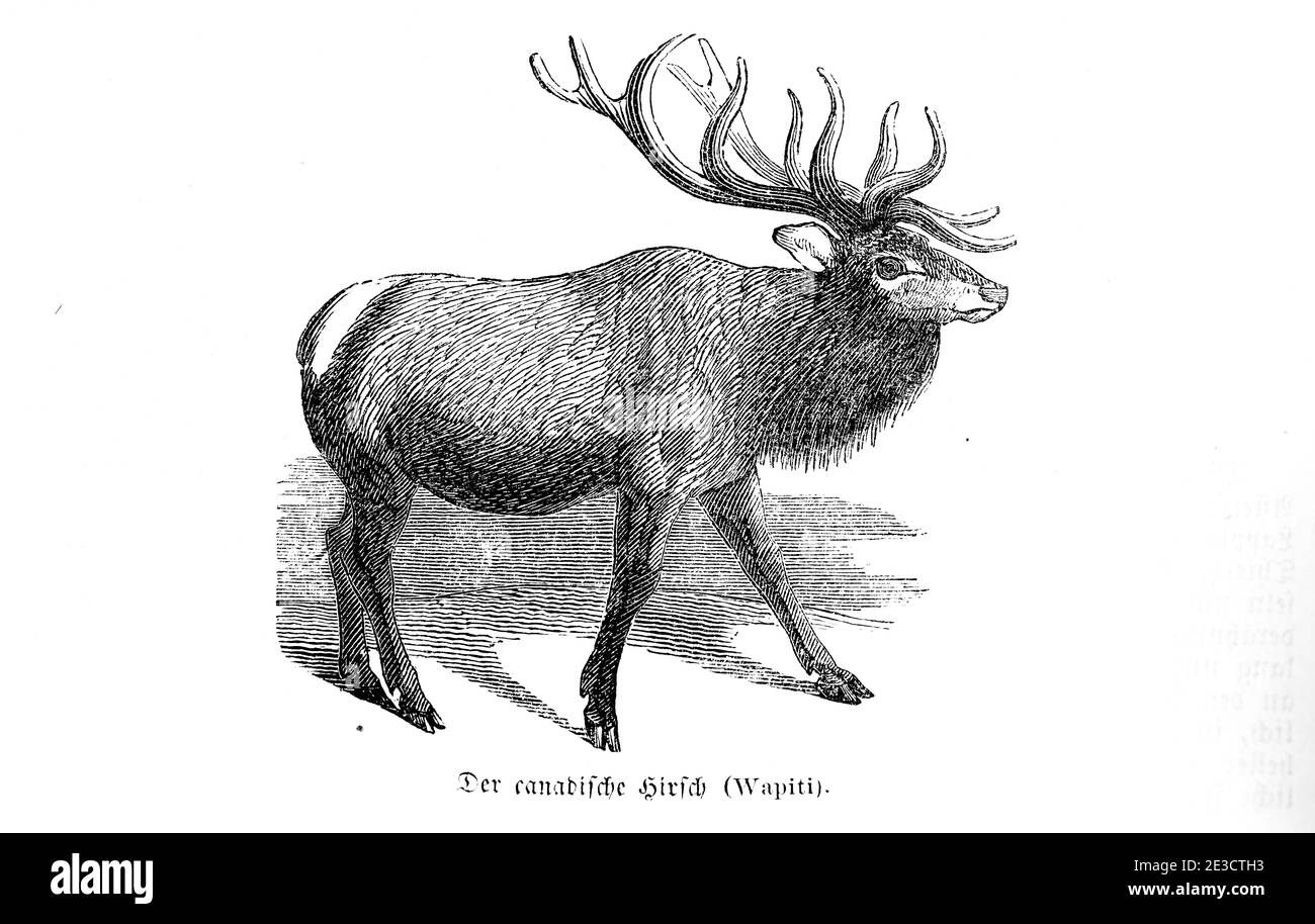 Cerf canadien ou Wapiti, calendrier suisse avec des histoires sur des animaux étrangers et les motifs correspondants, Saint-Gall Suisse 1853 Banque D'Images