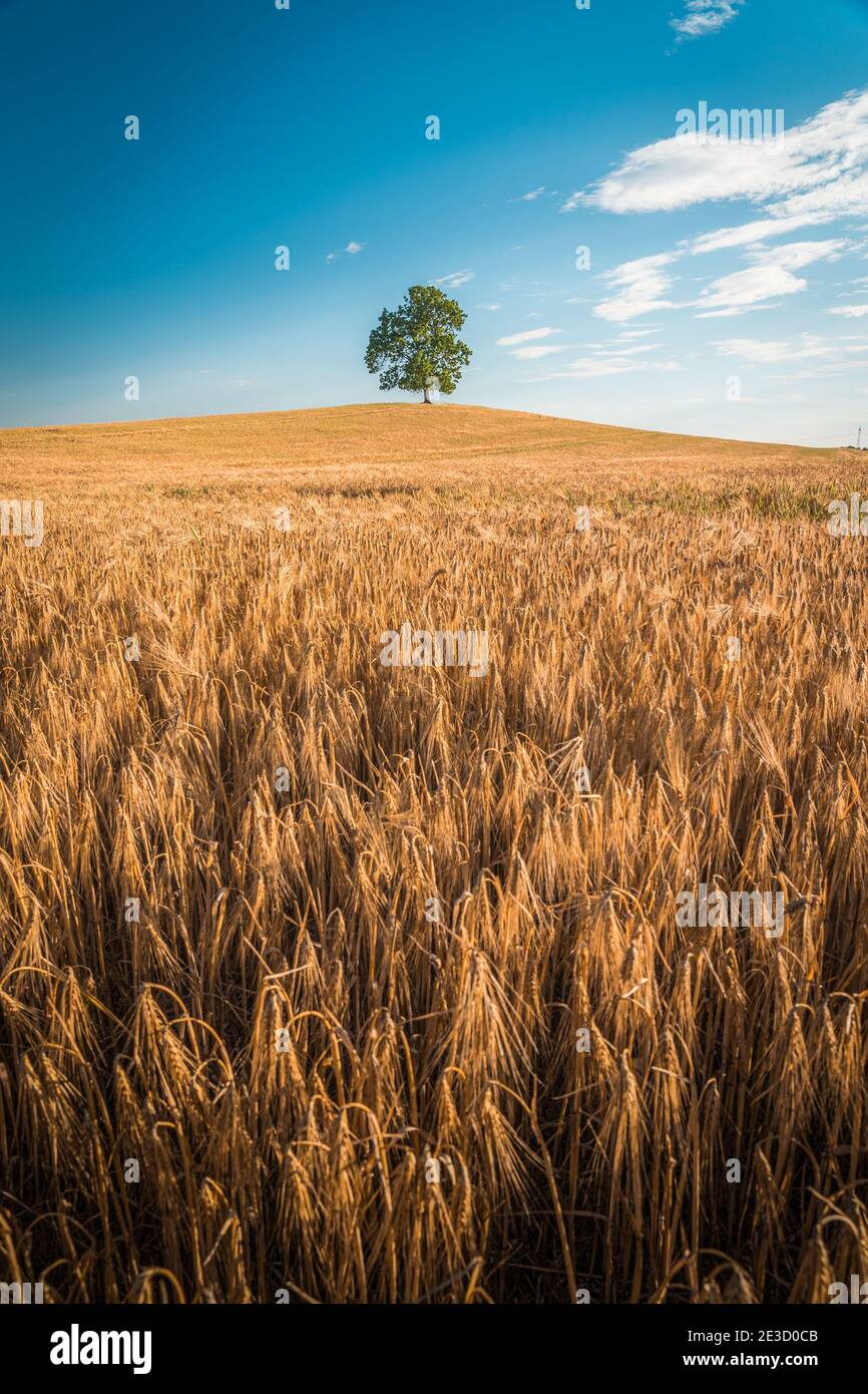 L'arbre solitaire au champ de blé et d'orge en été Paysage sous ciel bleu Banque D'Images
