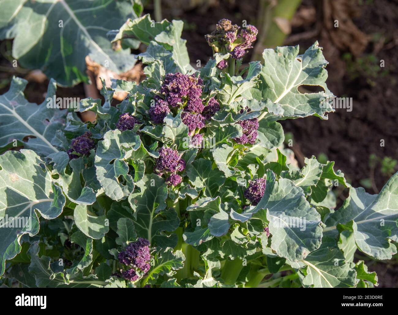 Broccoli pourpre hâtif au soleil. Banque D'Images