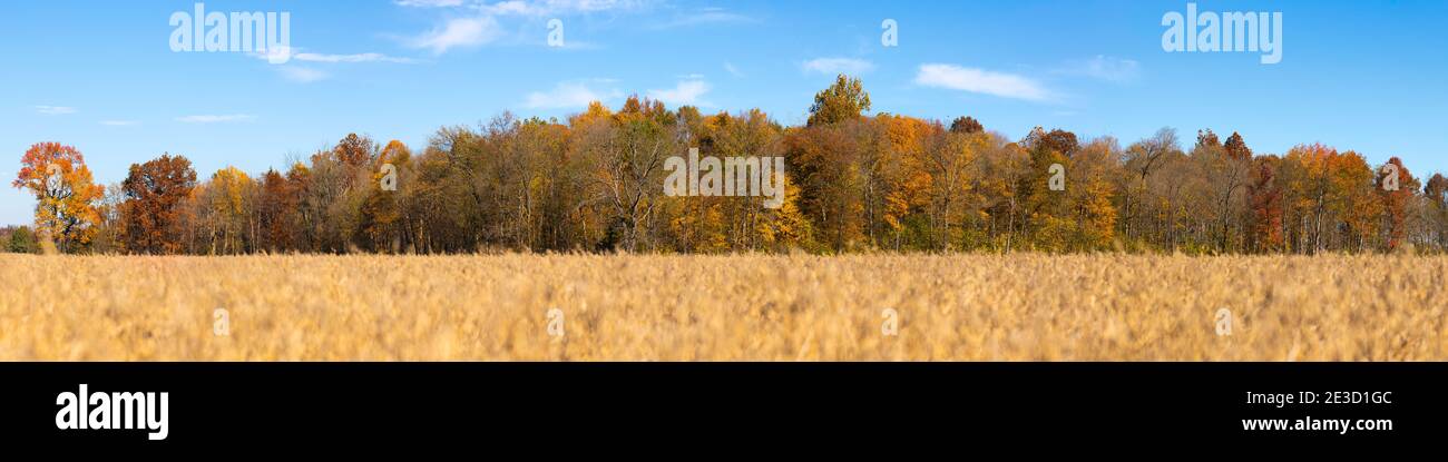 Panorama des arbres avec la couleur de l'automne et un champ de haricots sur un ciel bleu jour dans le comté de Jackson, DANS. Banque D'Images