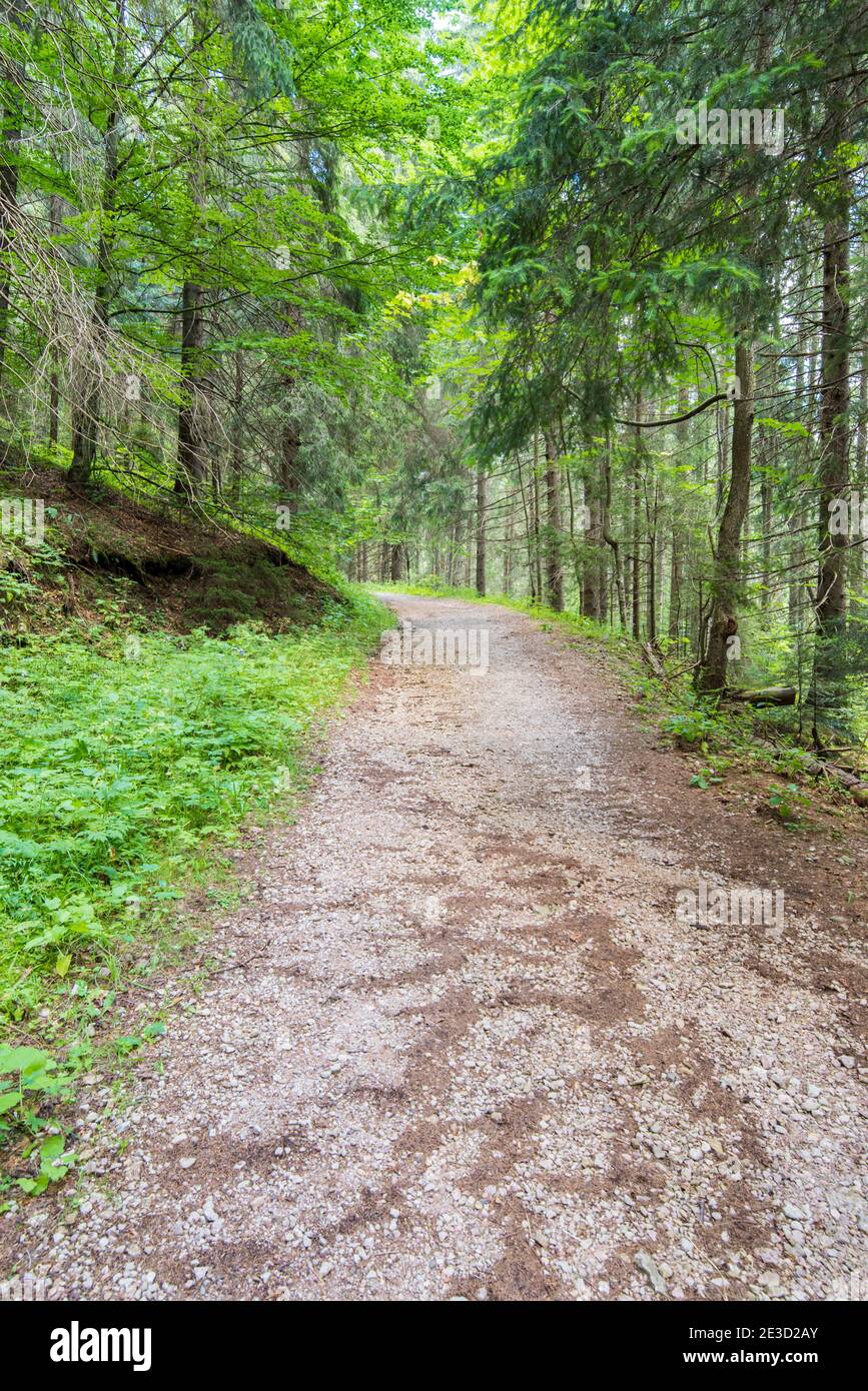 Route forestière en montée dans les Carpates roumains, sapins d'été le long de la route Banque D'Images