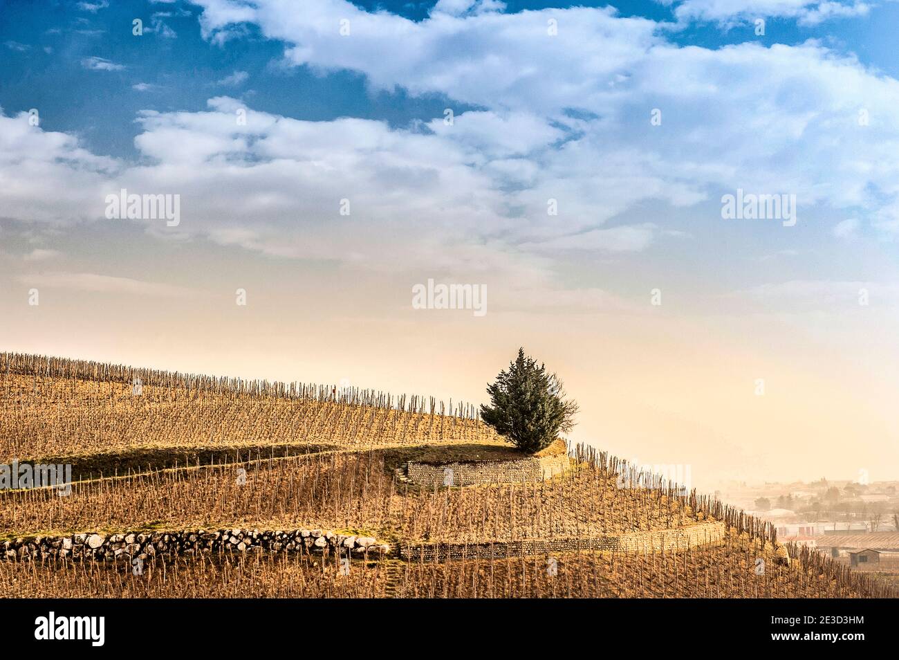 Vignobles d'hiver sur le Tain-l'Hermitage, une célèbre destination viticole dans la vallée du Rhône en France Banque D'Images