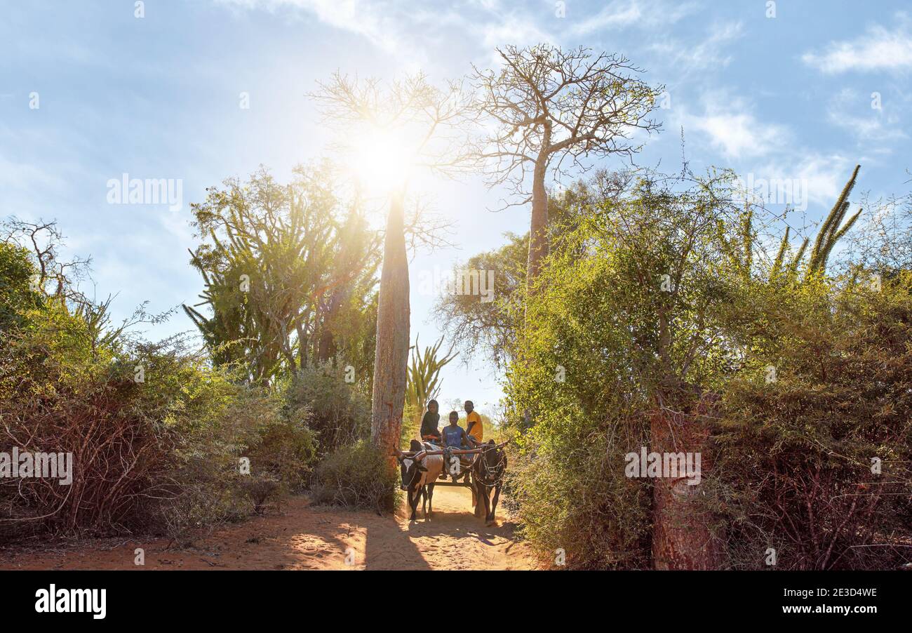 Ifaty, Madagascar - 01 mai 2019 : chariot en bois tiré par des bêtes de zébu avec trois hommes malgaches inconnus qui vont près du baobab, des poulpes et de petits buissons Banque D'Images