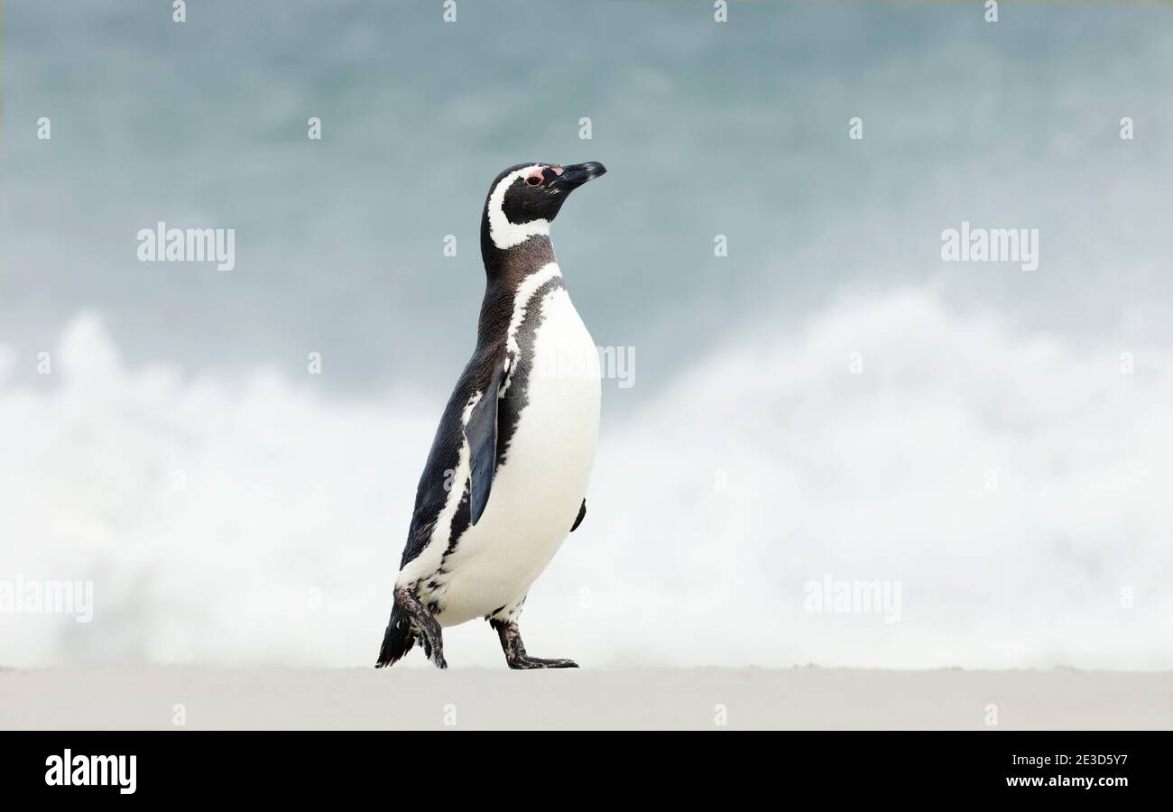 Gros plan d'un pingouin Magellanique marchant sur une plage de sable dans les îles Falkland. Banque D'Images