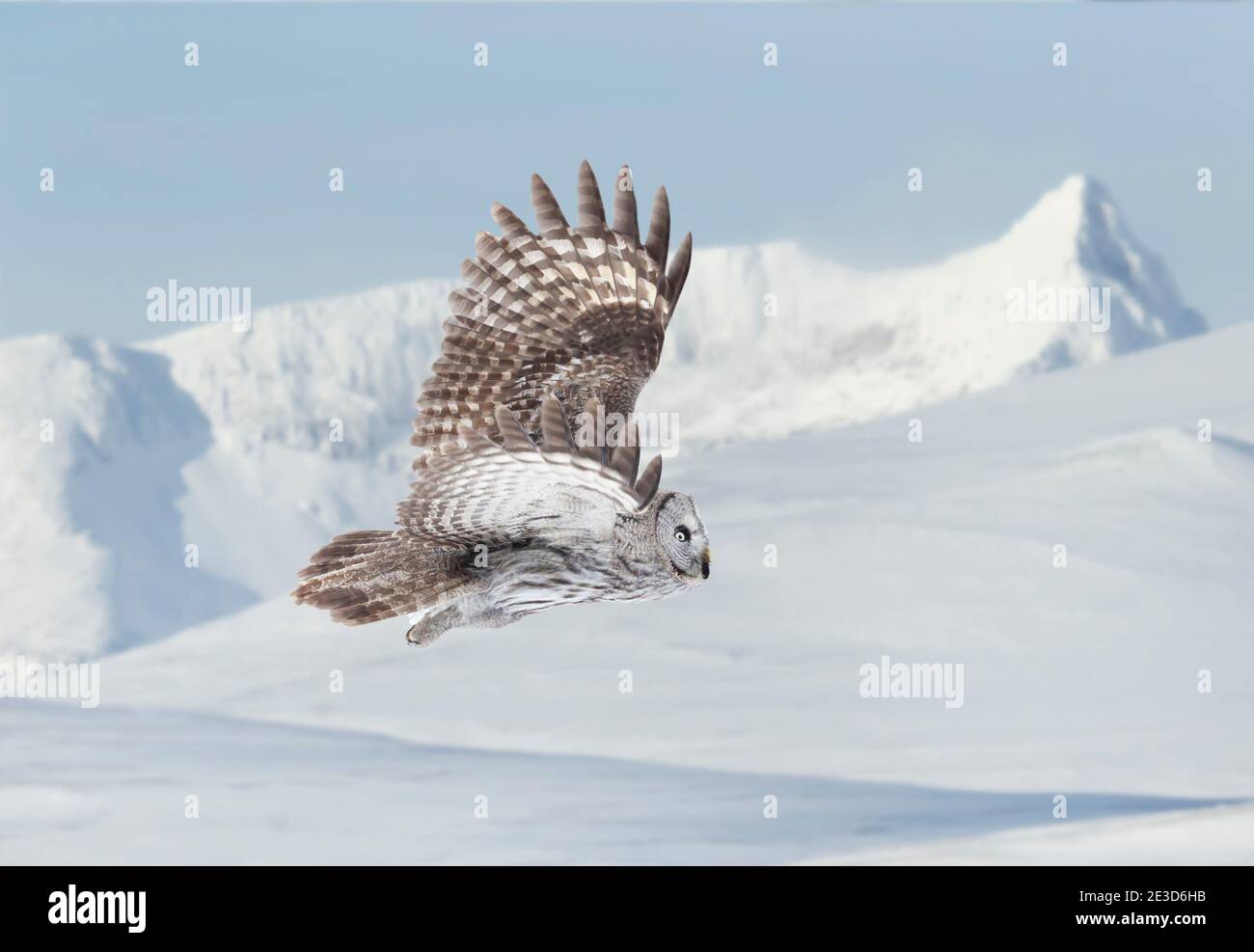 Gros plan du grand hibou gris (hibou de Laponie) en vol en hiver. Banque D'Images
