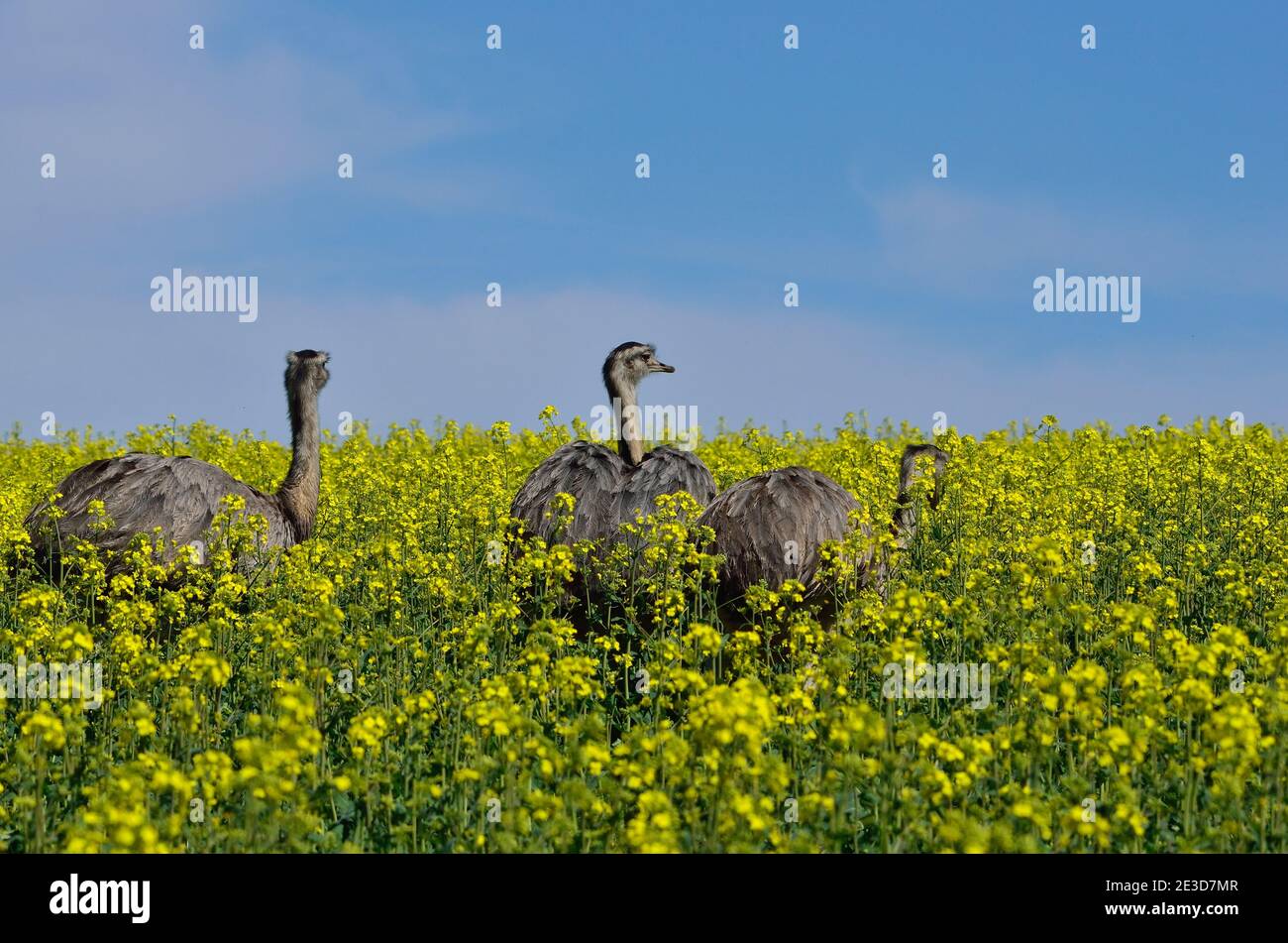 Rhea dans le nord-ouest du Mecklembourg, Allemagne Banque D'Images