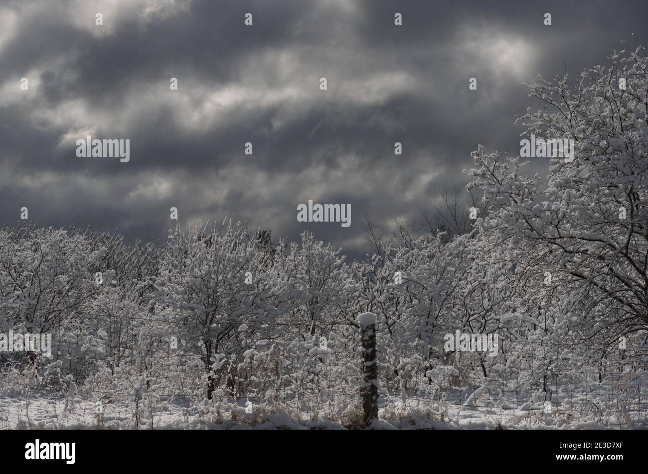 De la neige blanche et douce sur les arbres et un poteau de clôture contre un ciel turbulent. Nuages gris au-dessus d'un mélange d'arbres et de pinceaux dans un doux matin lumière du soleil Banque D'Images