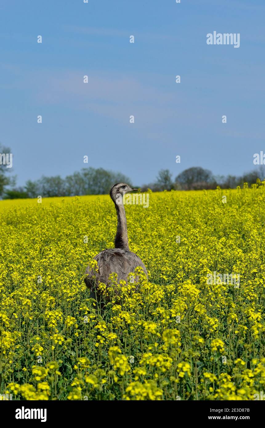 Rhea dans le nord-ouest du Mecklembourg, Allemagne Banque D'Images