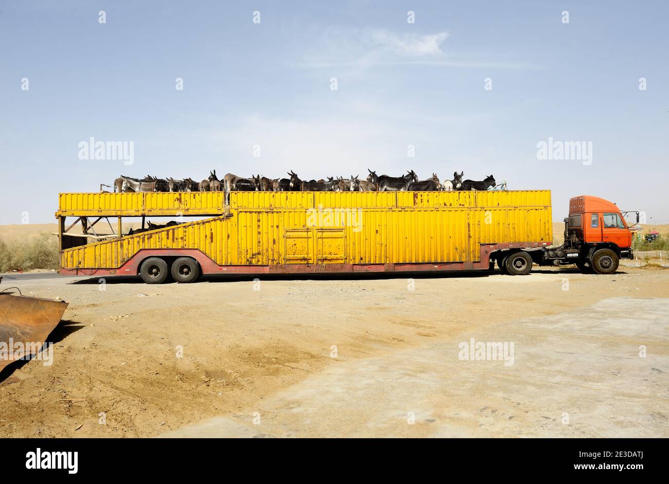 Les ânes ont été transportés dans le désert de Taklamakan dans la province chinoise du Xinjiang Banque D'Images